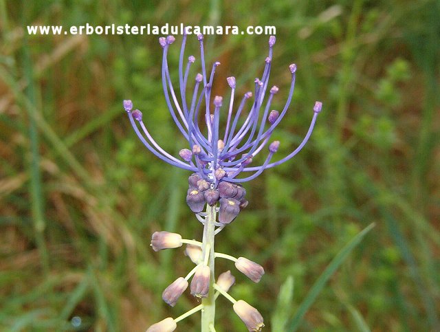 Muscari comosum (Liliaceae)