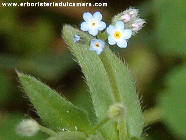 Myosotis sp. (Boraginaceae)