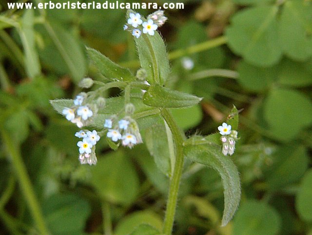 Myosotis sp. (Boraginaceae)