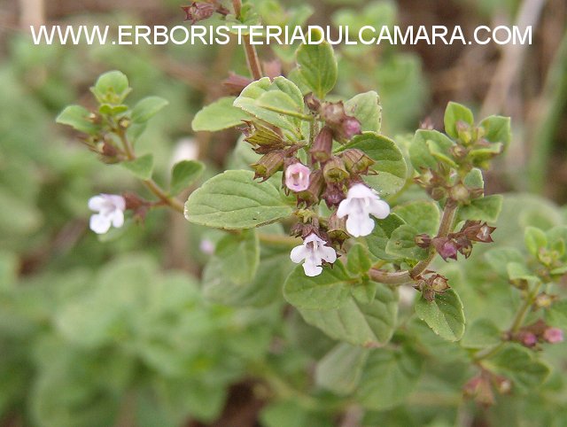 Calamintha nepeta (Lamiaceae)