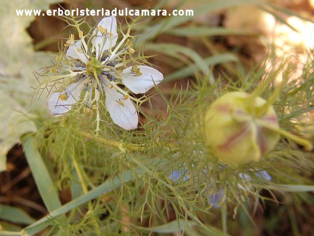 Nigella damascena (Ranuncolaceae)