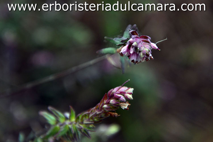 Odontites serotina (Orobanchaceae)