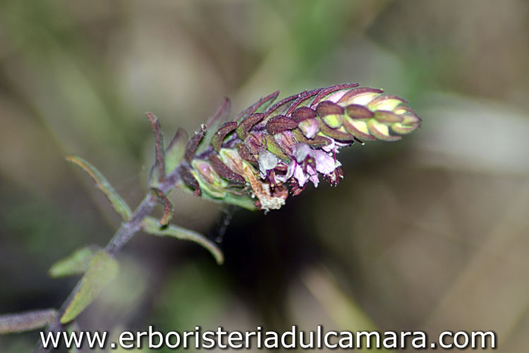 Odontites serotina (Orobanchaceae)