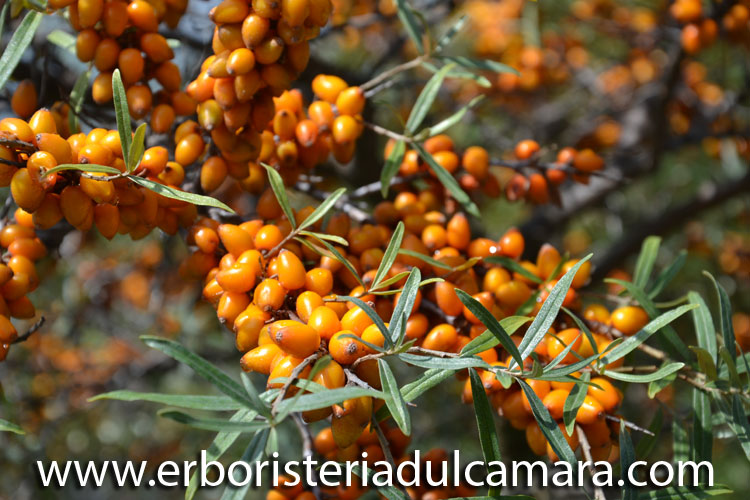 Hippophae rhamnoides (Elaeagnaceae)