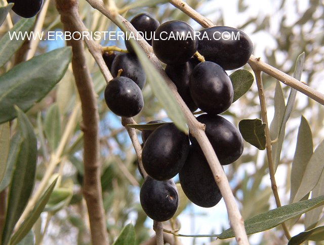 Olea europaea (Oleaceae)