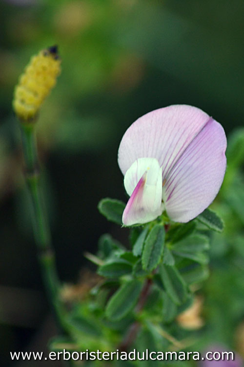 Ononis spinosa (Fabaceae)