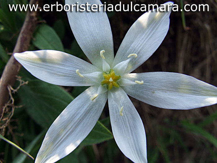 Ornithogalum umbellatum (Liliaceae)