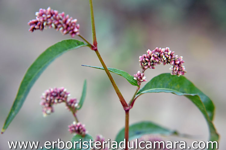 Persicaria maculosa (Polygonaceae)