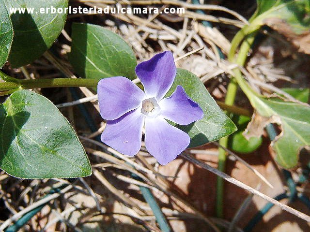 Vinca major (Apocynaceae)