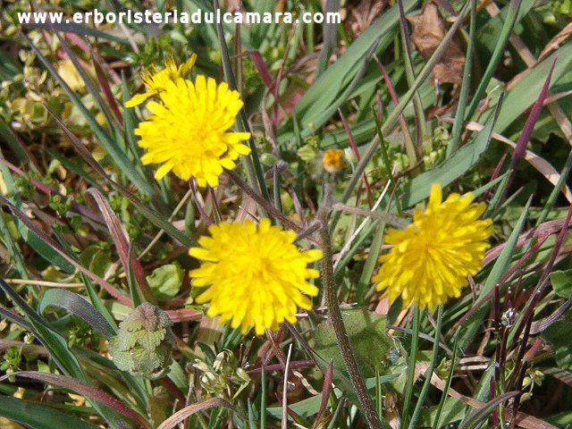 Picris hieracioides (Asteraceae)