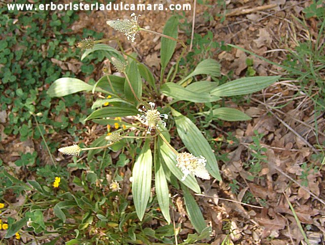 Plantago lanceolata (Plantaginaceae)