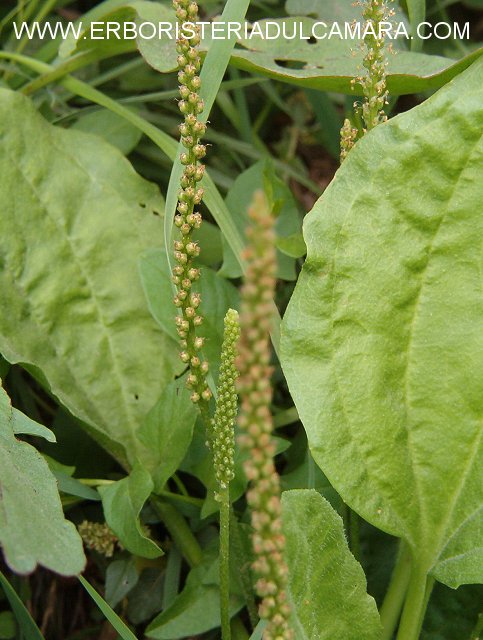 Plantago major (Plantaginaceae)