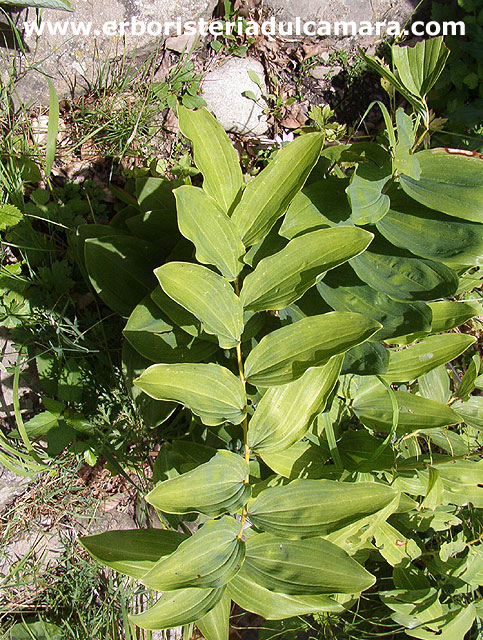 Polygonatum multiflorum (Asparagaceae)