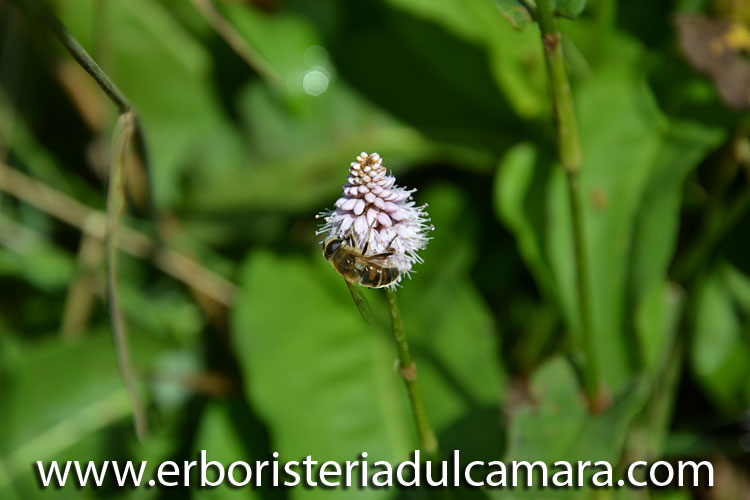 Polygonum bistorta (Polygonaceae)