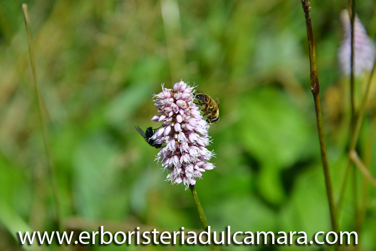 Polygonum bistorta (Polygonaceae)