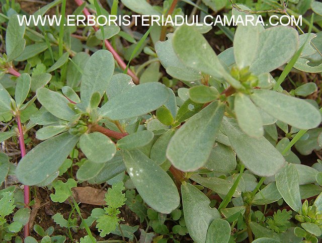 Portulaca oleracea (Portulacaceae)