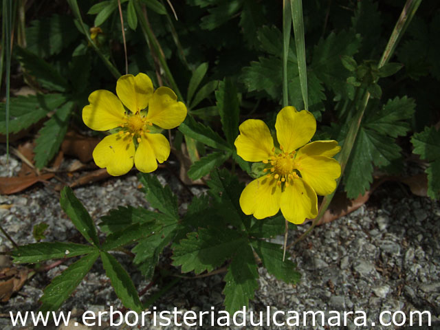 Potentilla reptans (Rosaceae)