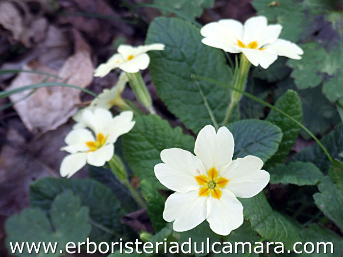 Primula vulgaris subsp. vulgaris