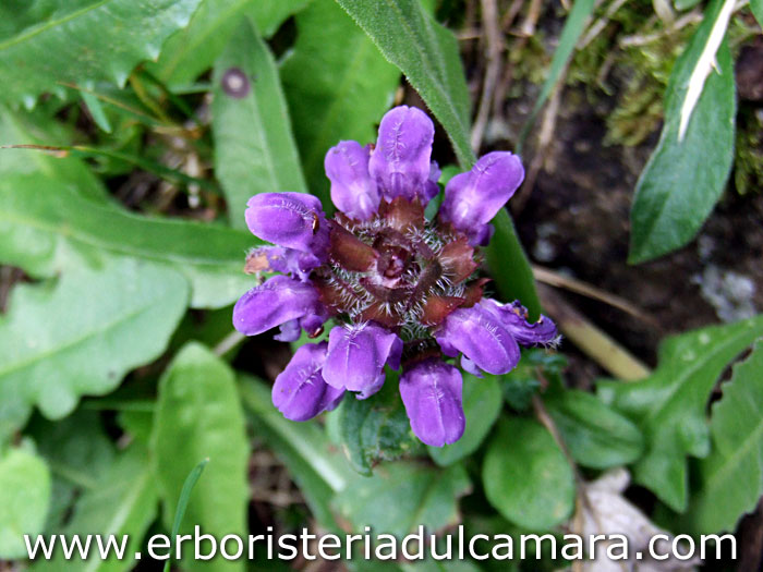 Prunella grandiflora (Lamiaceae)