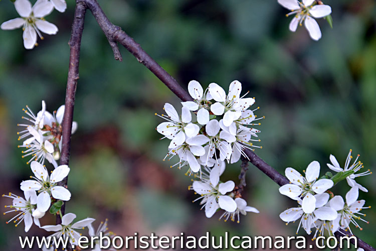 Prunus spinosa (Rosaceae)