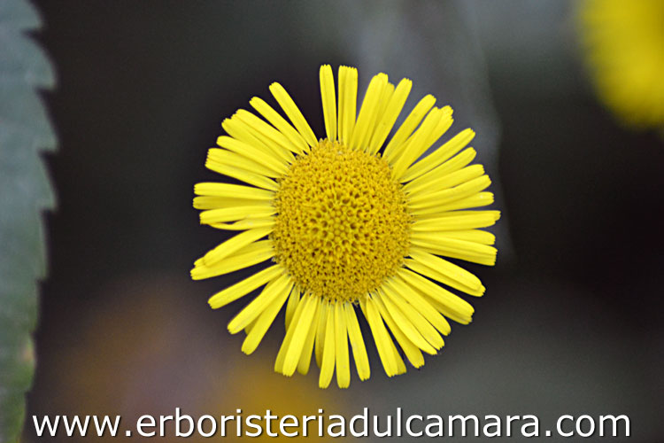 Pulicaria dysenterica (Asteraceae)