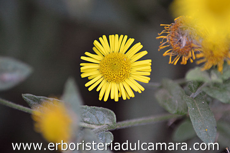 Pulicaria dysenterica (Asteraceae)