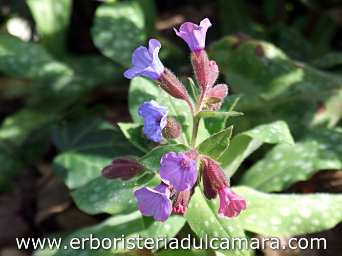 Pulmonaria officinalis (Boraginaceae)