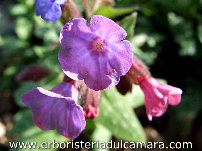 Pulmonaria officinalis (Boraginaceae)