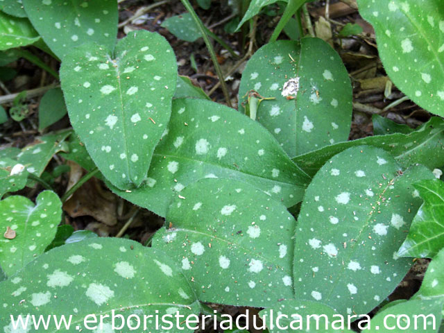 Pulmonaria officinalis (Boraginaceae)