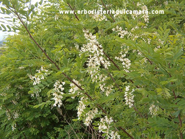 Robinia pseud-acacia (Fabaceae)