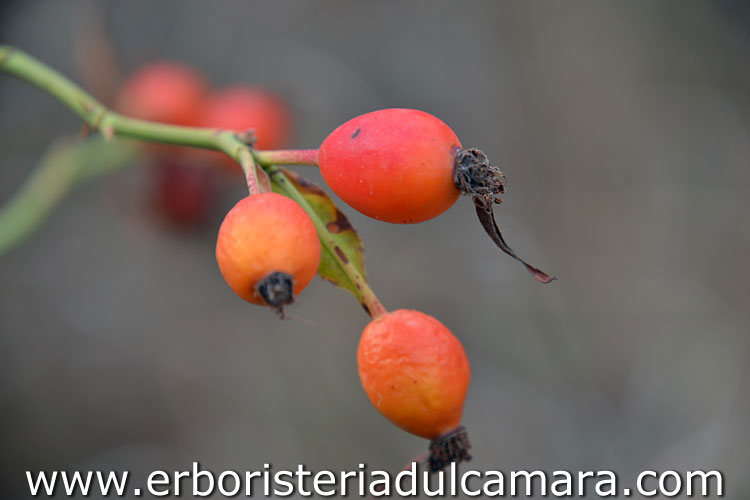 Rosa canina (Rosaceae)