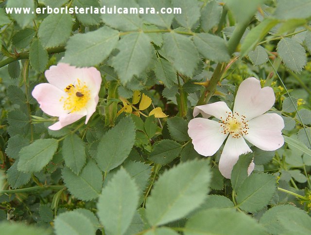 Rosa canina (Rosaceae)