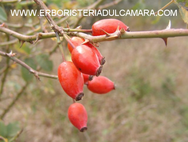 Rosa canina (Rosaceae)