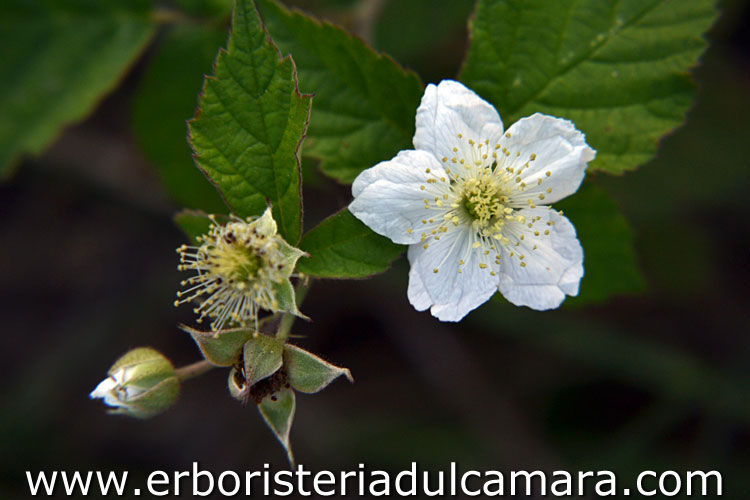 Rubus fruticosus (Rosaceae)