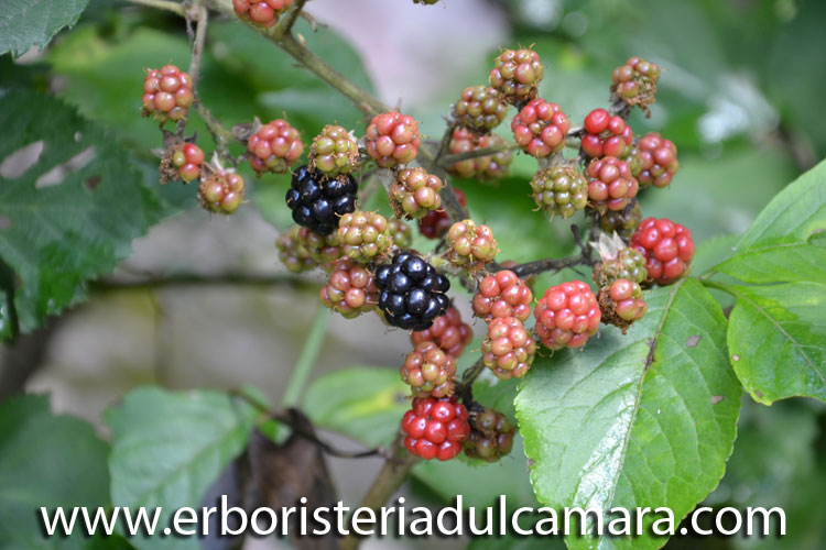 Rubus fruticosus (Rosaceae)