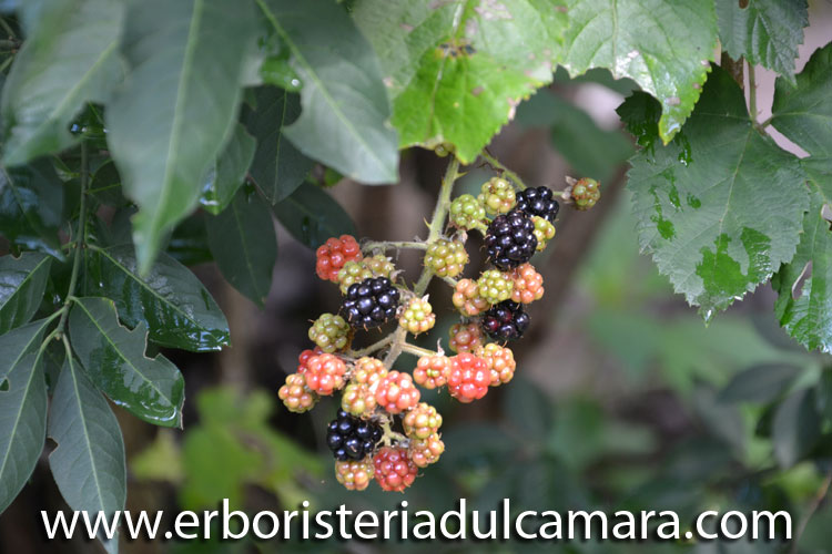 Rubus fruticosus (Rosaceae)