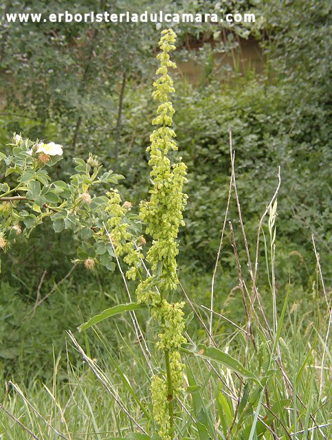 Rumex crispus (Polygonaceae)