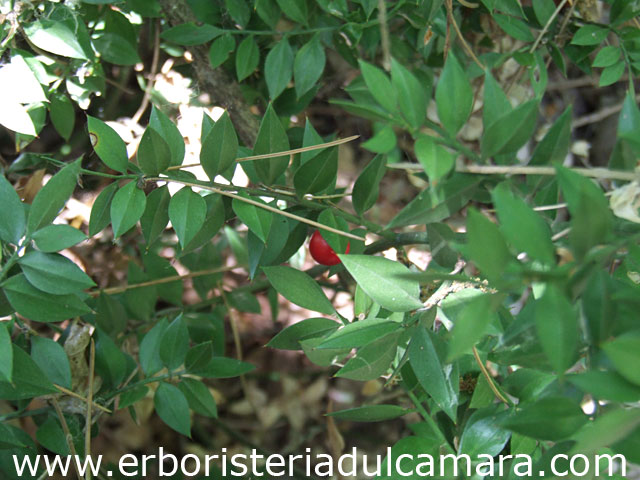 Ruscus aculeatus (Asparagaceae)