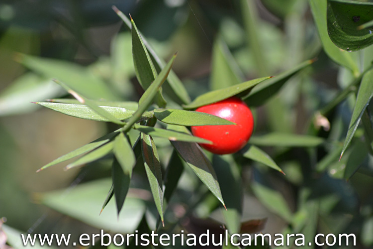 Ruscus aculeatus (Asparagaceae)