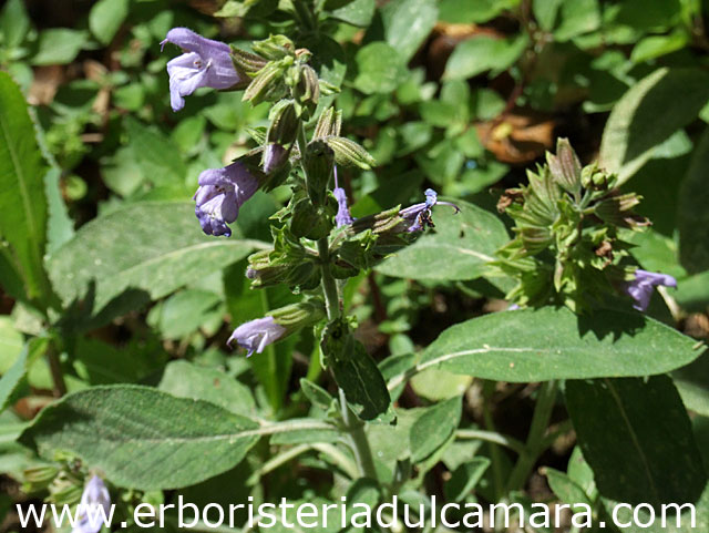 Salvia officinalis (Lamiaceae)