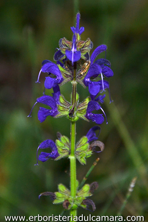 Salvia pratensis (Lamiaceae)