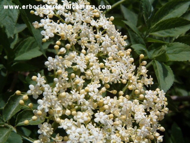 Sambucus nigra (Caprifoliaceae)