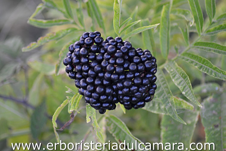 Sambucus ebulus (Caprifoliaceae)