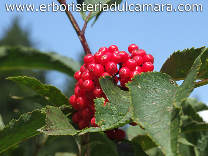 Sambucus racemosa (Caprifoliaceae)