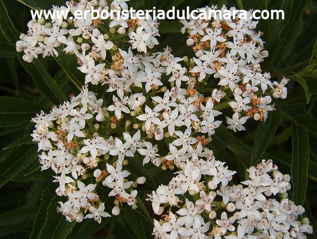 Sambucus ebulus (Caprifoliaceae)