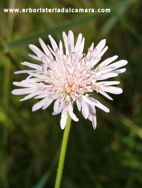 Scabiosa columbaria (Dipsacaceae)