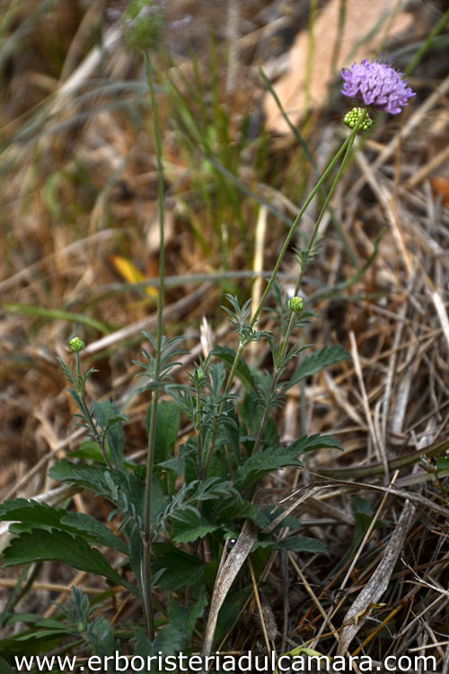 Scabiosa uniseta (Dipsacaceae)