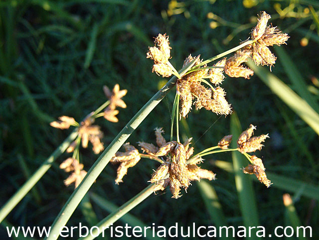 Scirpus lacustris (Cyperaceae)