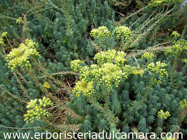 Sedum reflexum (Crassulaceae)