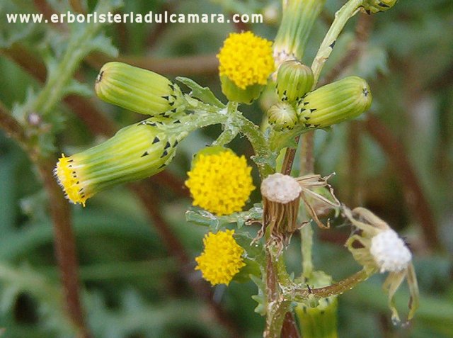 Senecio vulgaris (Asteraceae)